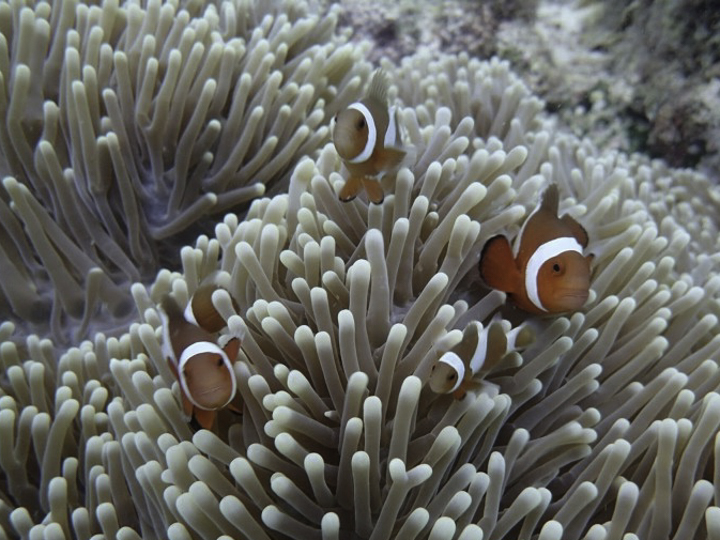 薄荷島潛水行 –  潛點與100%詢問度防磨衣