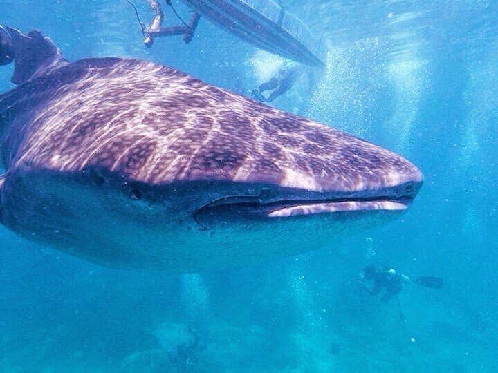 薄荷島潛水行 – Oslob鯨鯊共遊的浪漫與美食推薦